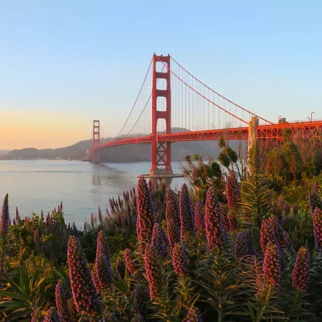 El Golden Gate Bridge aparece retratado con grandes flores en primer plano.